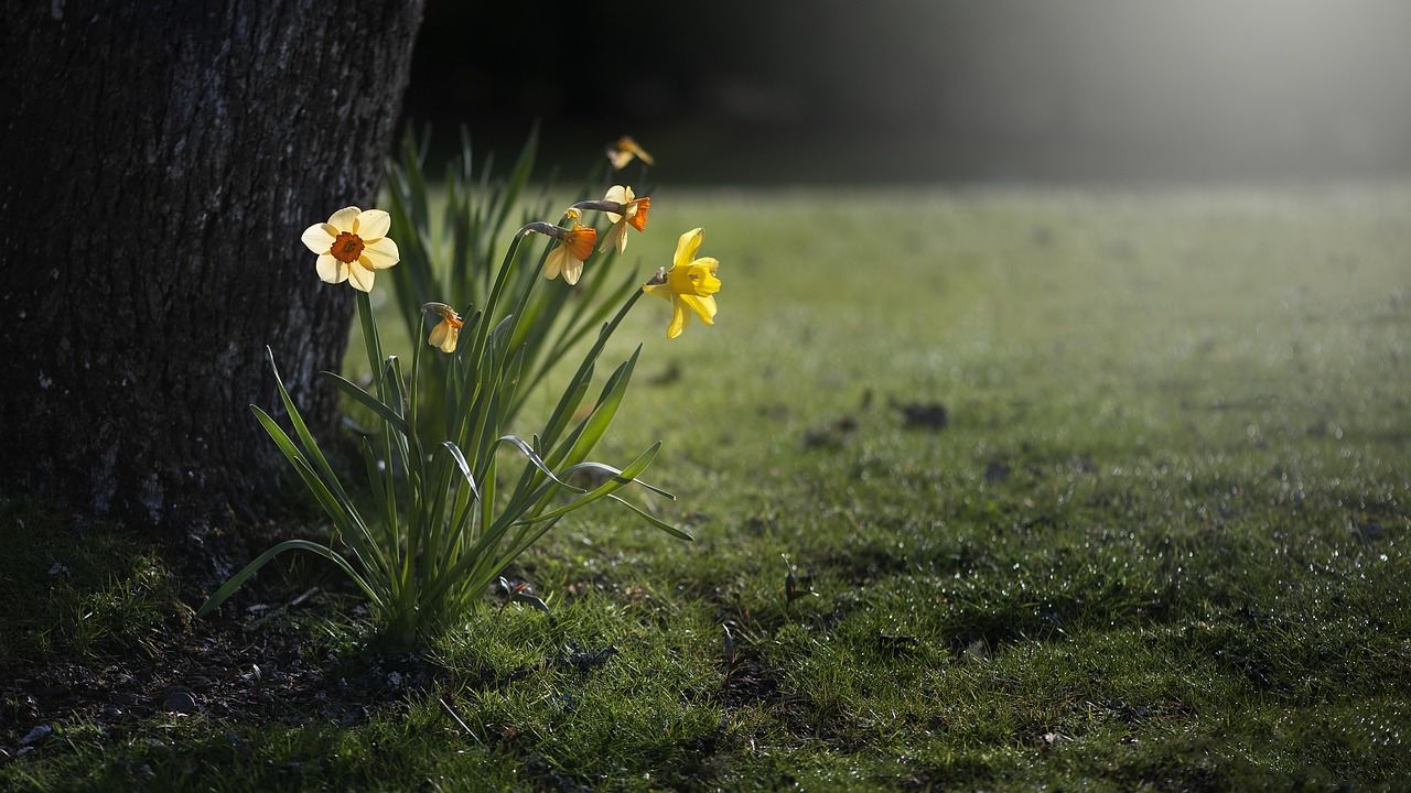 Ostern in unserer Kemnater Kirchengemeinde daffodils-455359_1280