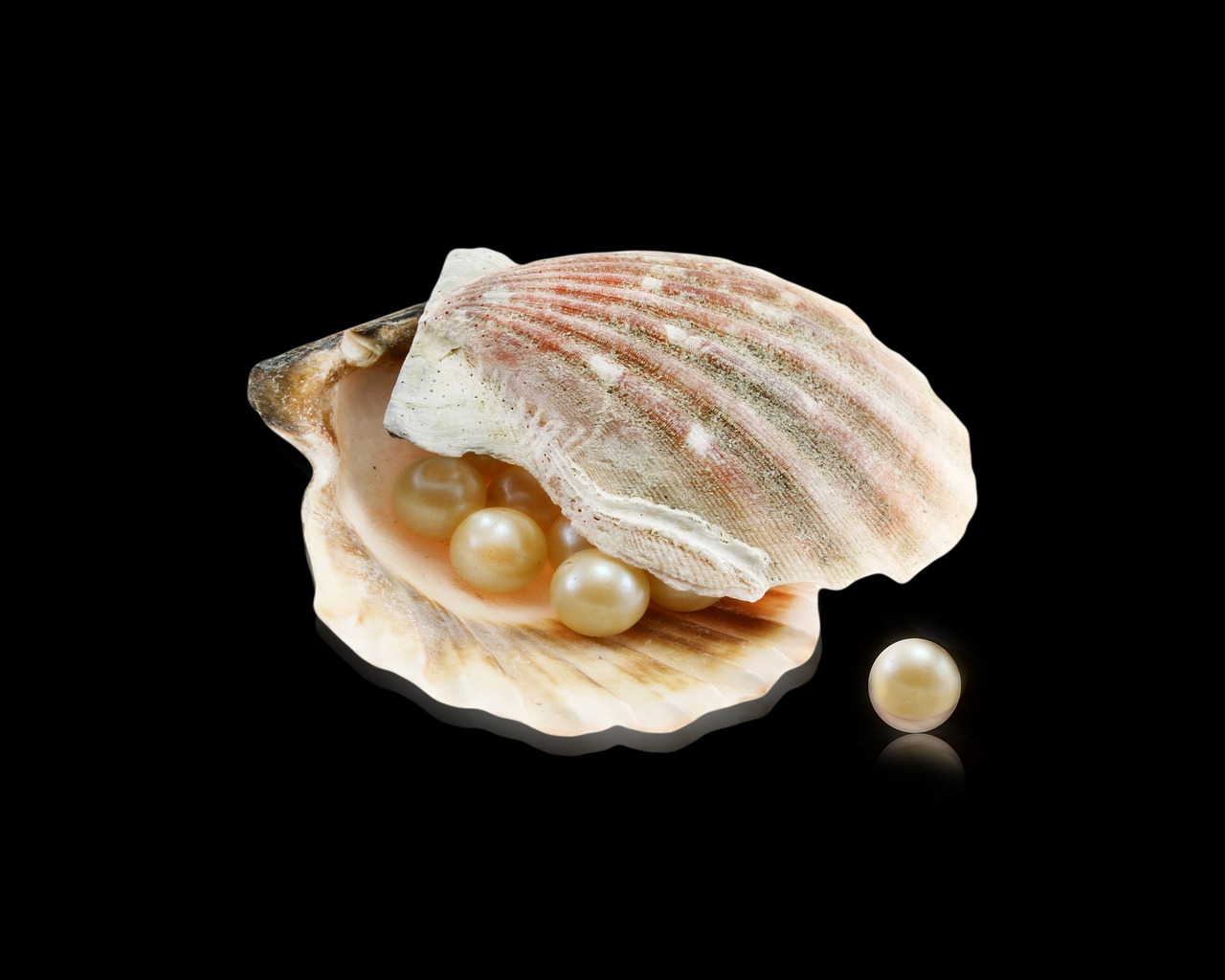 oyster-5006336_1280