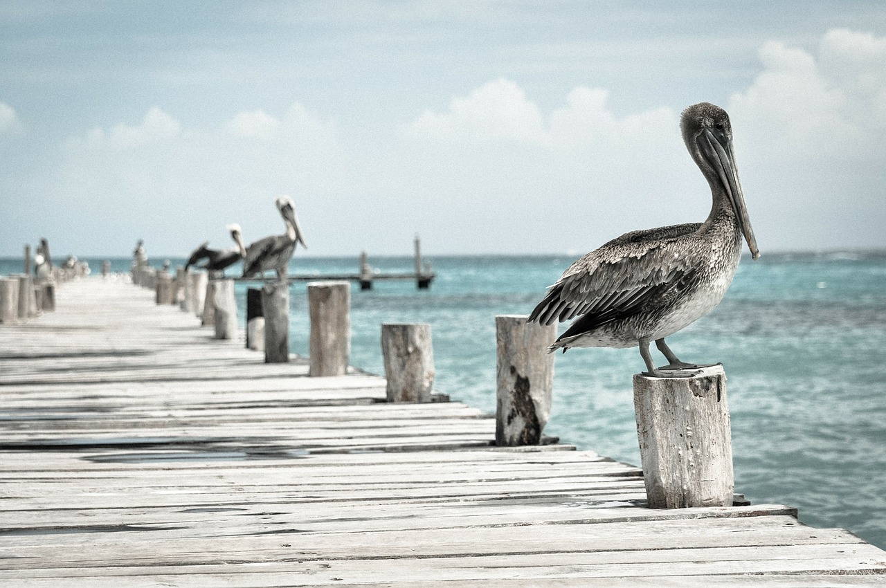 pelican-336583_1280